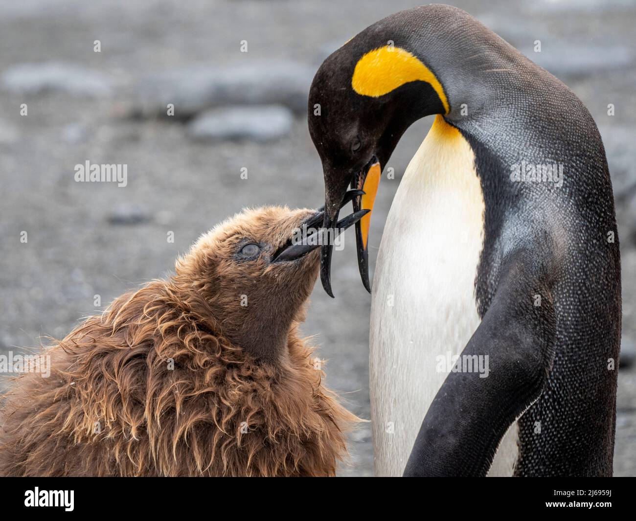 King penguin (Aptenodytes patagonicus), adult feeding a chick at breeding colony in Gold Harbour, South Georgia, South Atlantic, Polar Regions Stock Photo