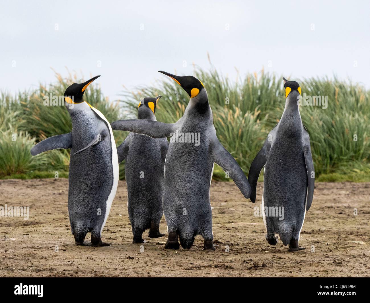 Adult king penguins (Aptenodytes patagonicus), flipper slapping at Salisbury Plain, South Georgia, South Atlantic, Polar Regions Stock Photo