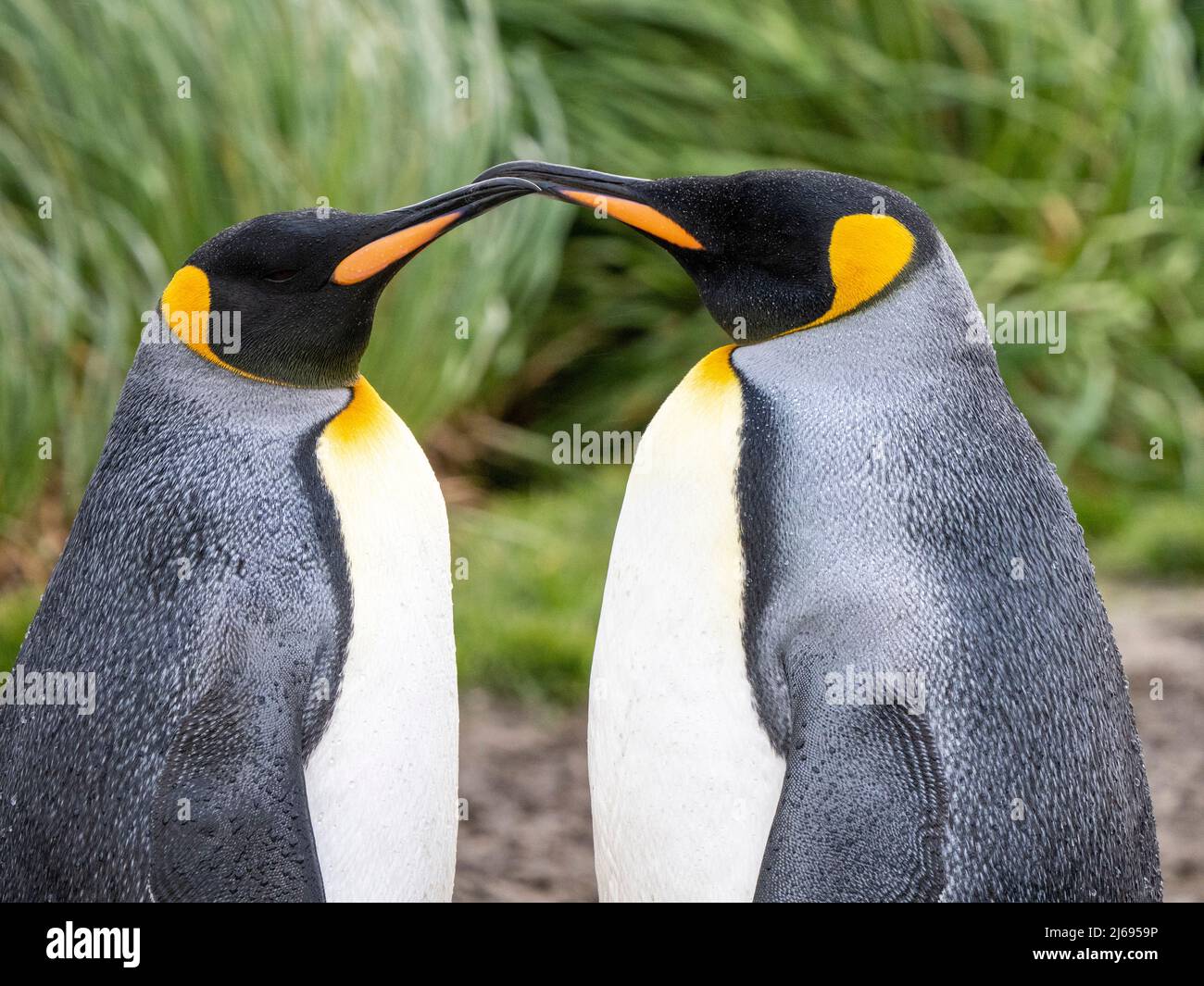 King penguins (Aptenodytes patagonicus) preening themselves at Salisbury Plain, South Georgia, South Atlantic, Polar Regions Stock Photo