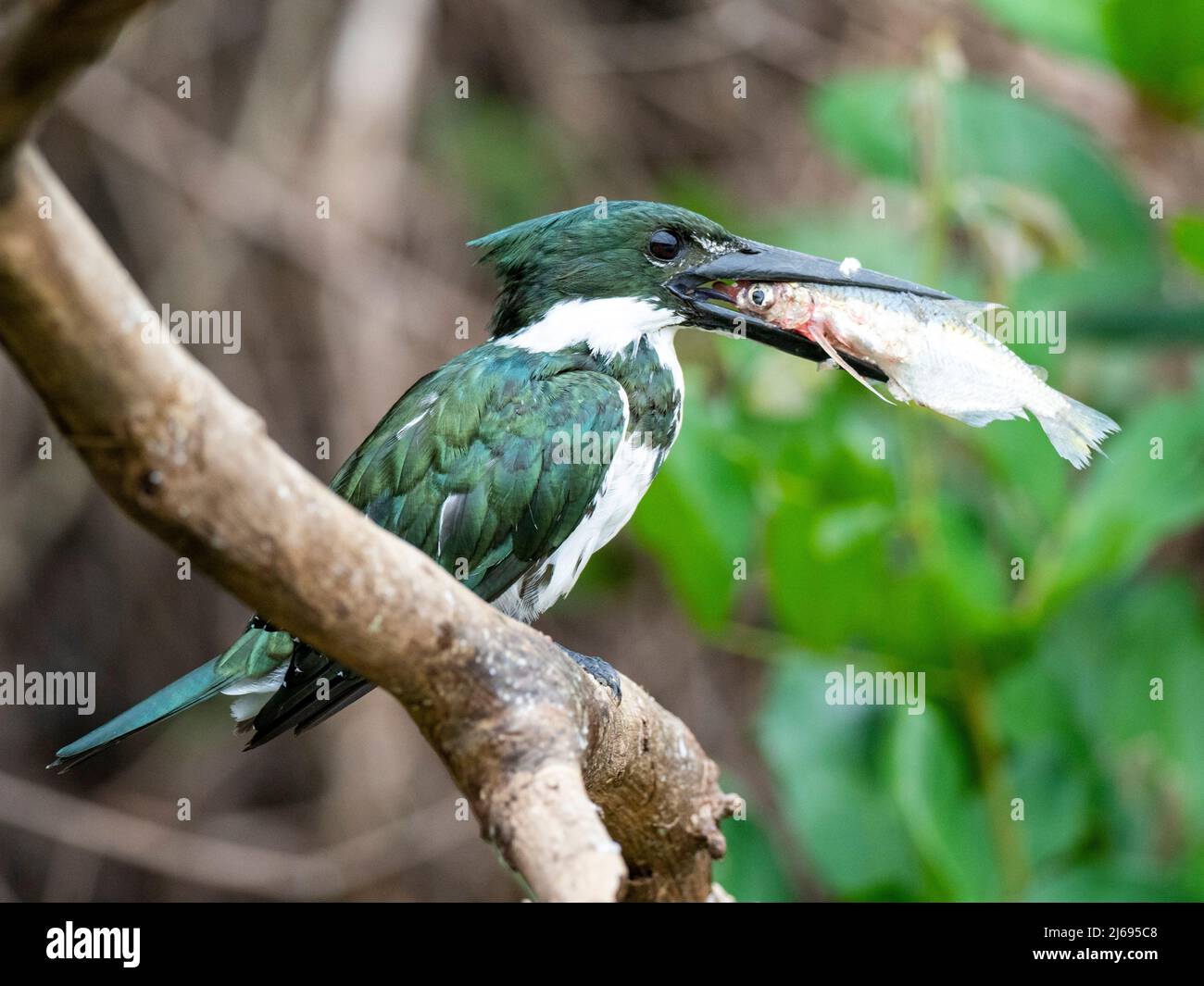 Adult female Amazon kingfisher (Chloroceryle amazona), with a fish, Rio Negro, Mato Grosso, Pantanal, Brazil, South America Stock Photo