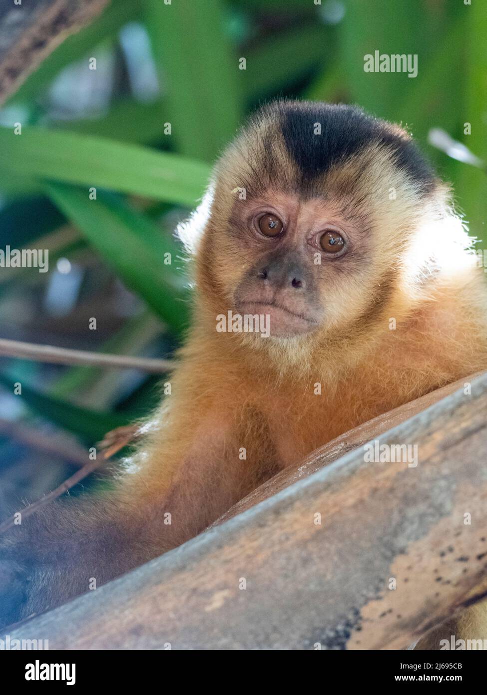 Azaras's capuchin (Sapajus cay), resting in a tree, Pousada Piuval, Mato Grosso, Pantanal, Brazil, South America Stock Photo