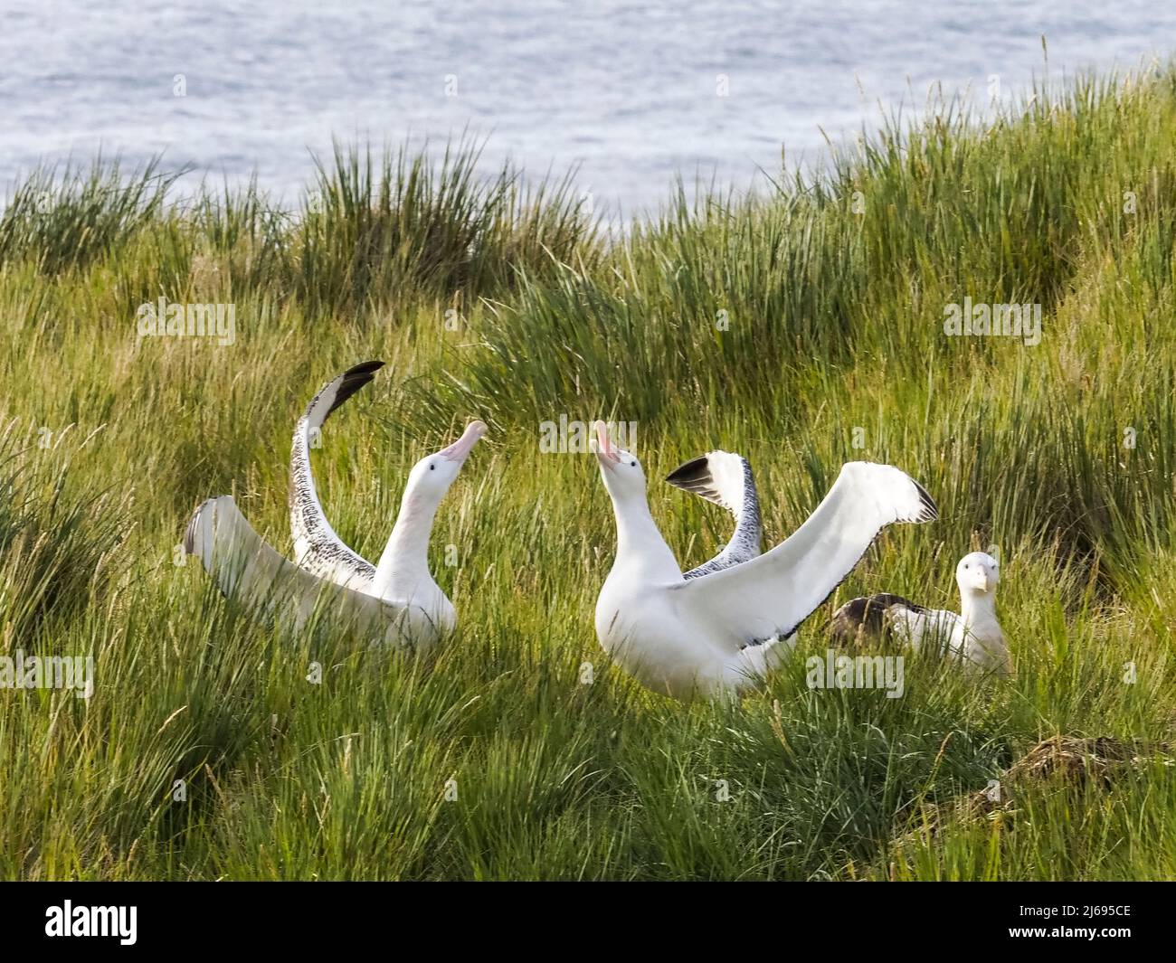 Adult wandering albatross (Diomedea exulans), courtship display on Prion Island, Bay of Isles, South Georgia, South Atlantic, Polar Regions Stock Photo