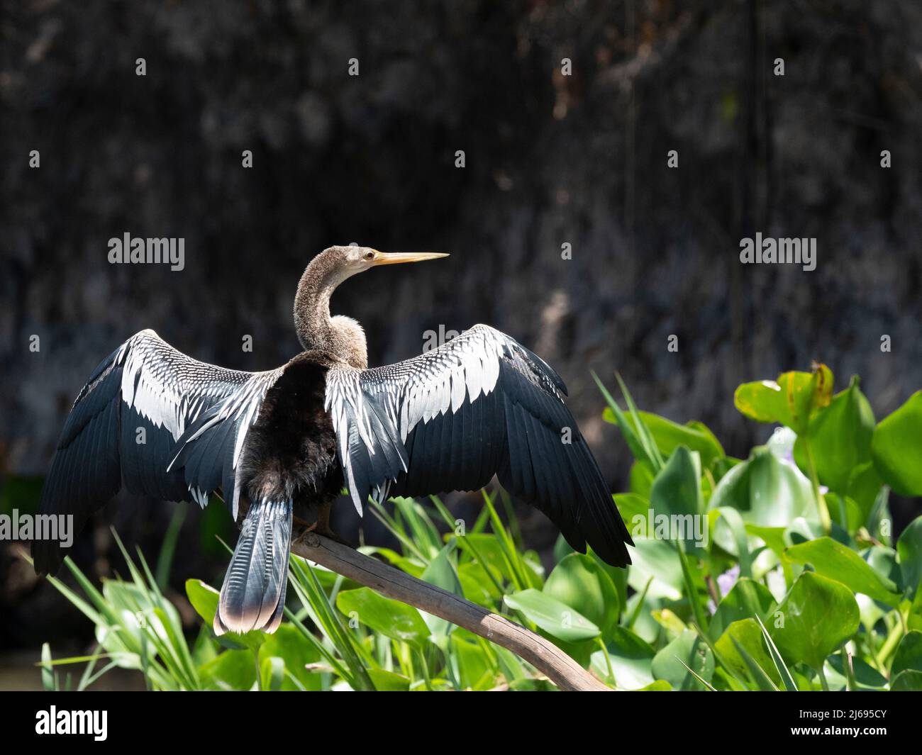 Adult Anhinga (Anhinga anhinga), drying its wings on the Rio Tres Irmao, Mato Grosso, Pantanal, Brazil, South America Stock Photo