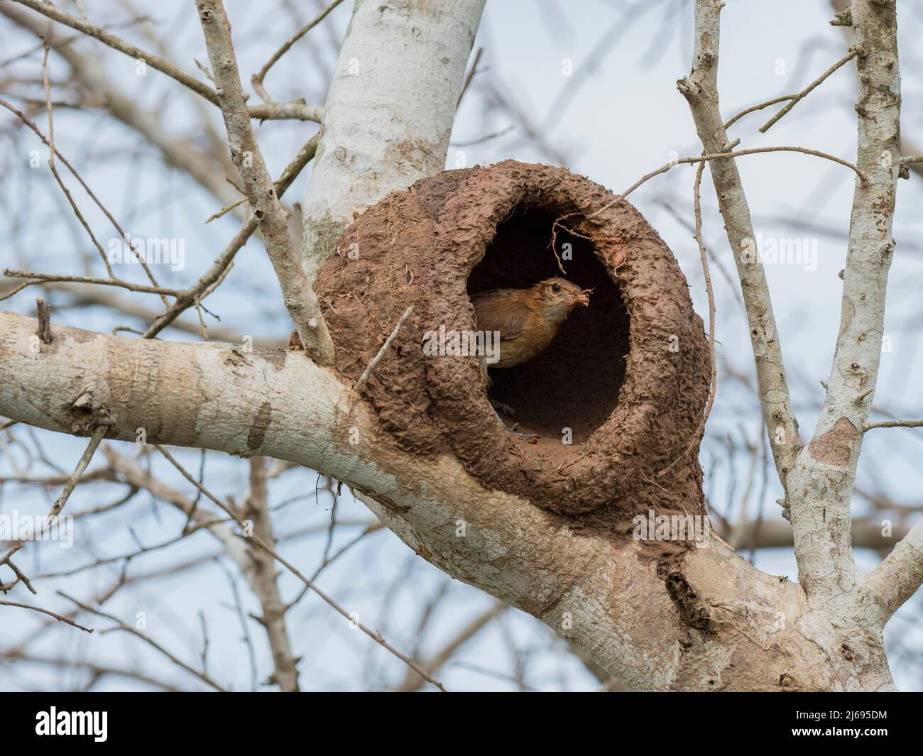 Adult red ovenbird (Furnarius rufus), building a nest in a tree, Rio Pixaim, Mata Grosso, Pantanal, Brazil, South America Stock Photo