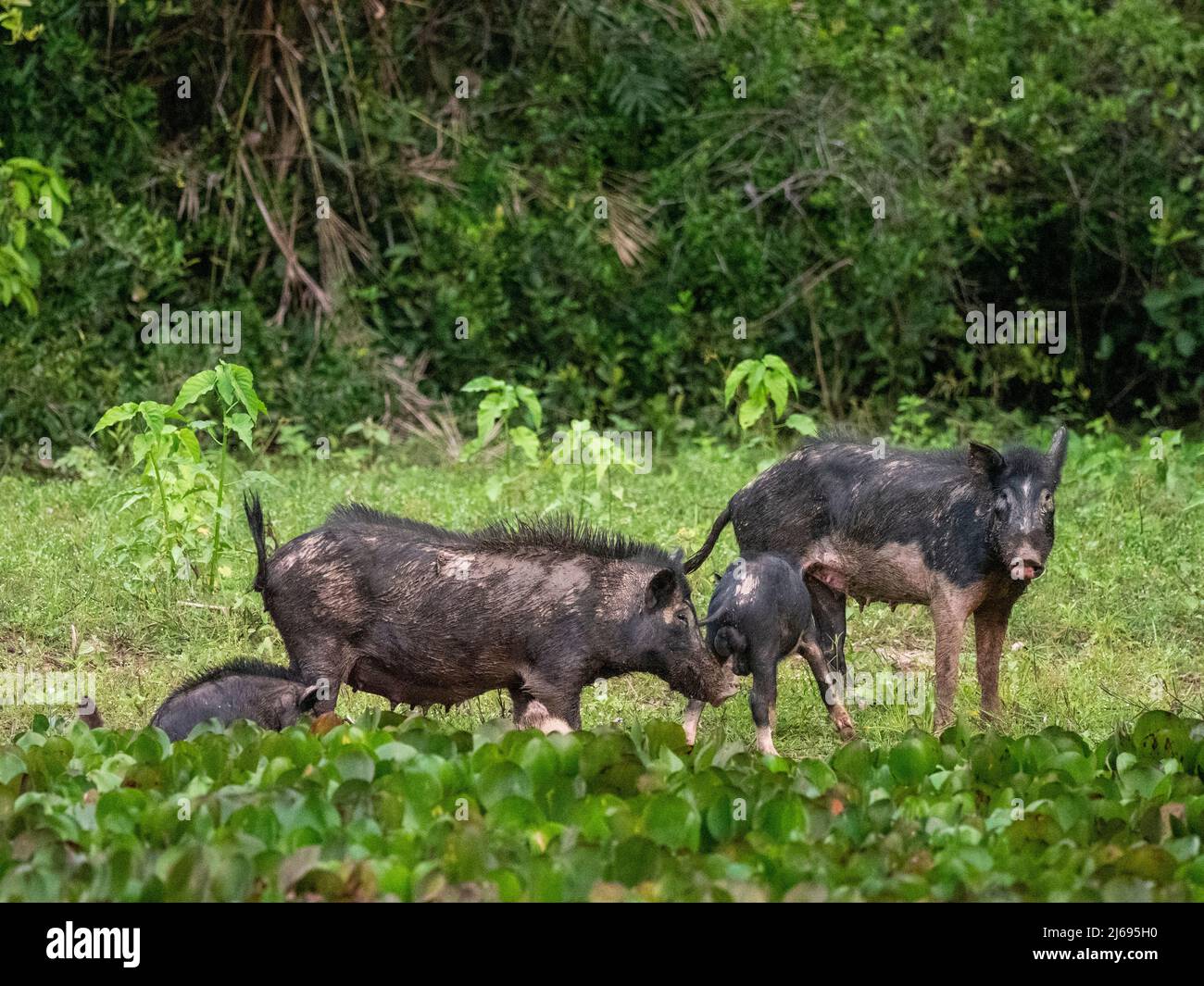 A group of feral pigs (Sus scrofa), scavenging at Pouso Allegre, Mato Grosso, Pantanal, Brazil, South America Stock Photo