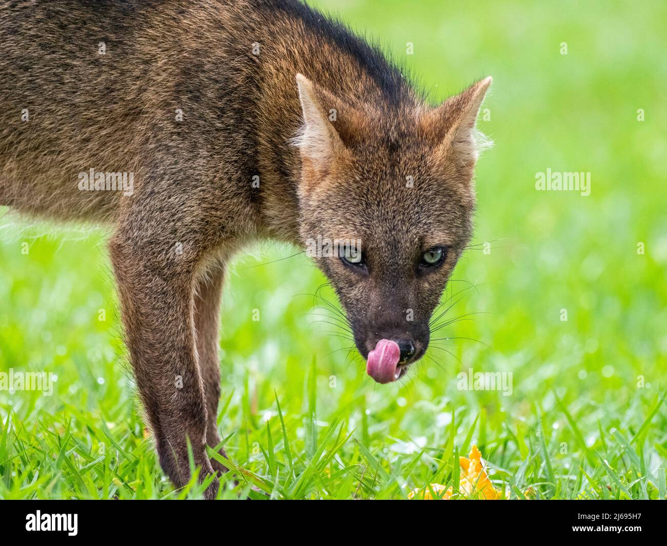 Adult crabeating fox (Cerdocyon thous), head detail at Pousada Piuval