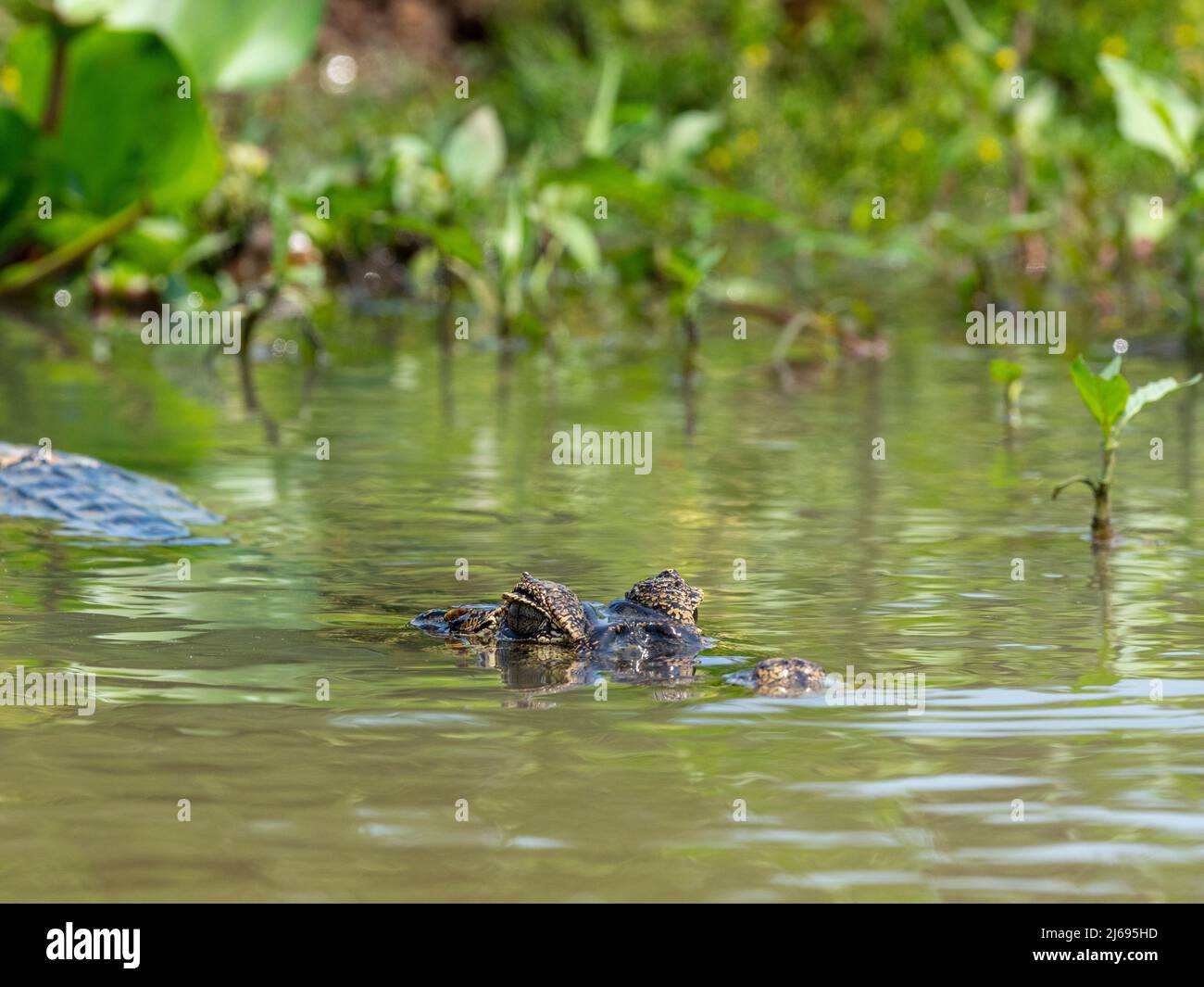 An adult jacare caiman (Caiman yacare), on the river banks of the Rio Negro, Mato Grosso, Pantanal, Brazil, South America Stock Photo