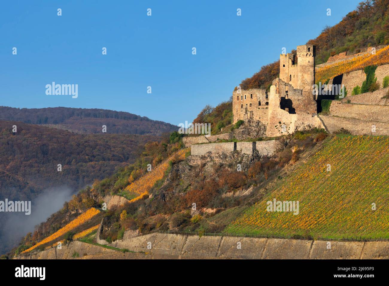 Castle ruin, Ehrenfels, Upper Middle Rhine Valley, Hesse, Germany Stock Photo