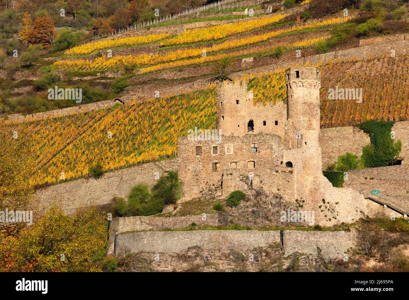 Castle ruin, Ehrenfels, Upper Middle Rhine Valley, Hesse, Germany Stock Photo