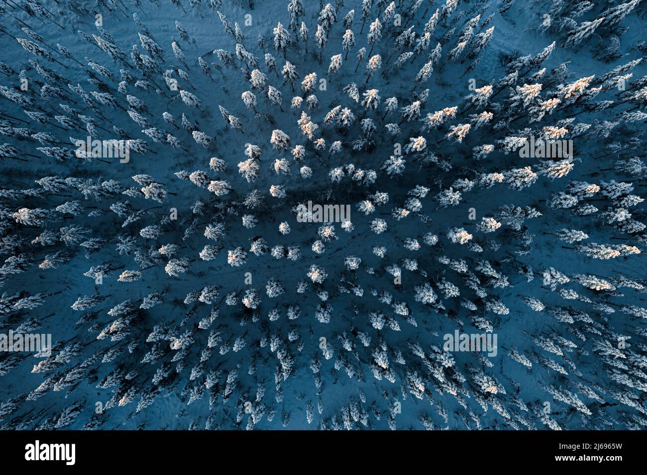 Frozen spruce trees in the snowcapped forest during the arctic winter, aerial view, Lapland, Finland, Europe Stock Photo
