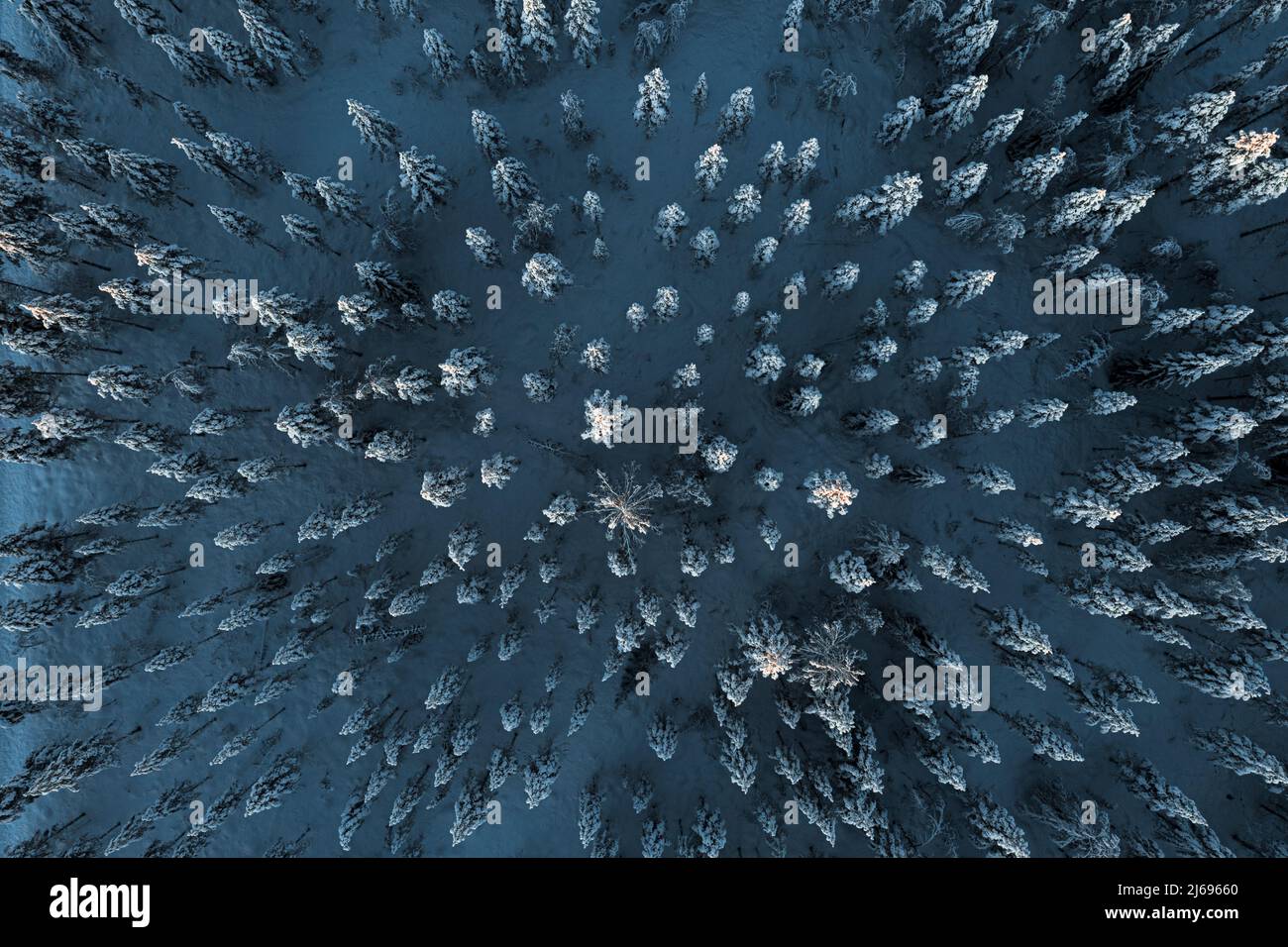 Trees covered with snow in the frozen forest from above, aerial view ...