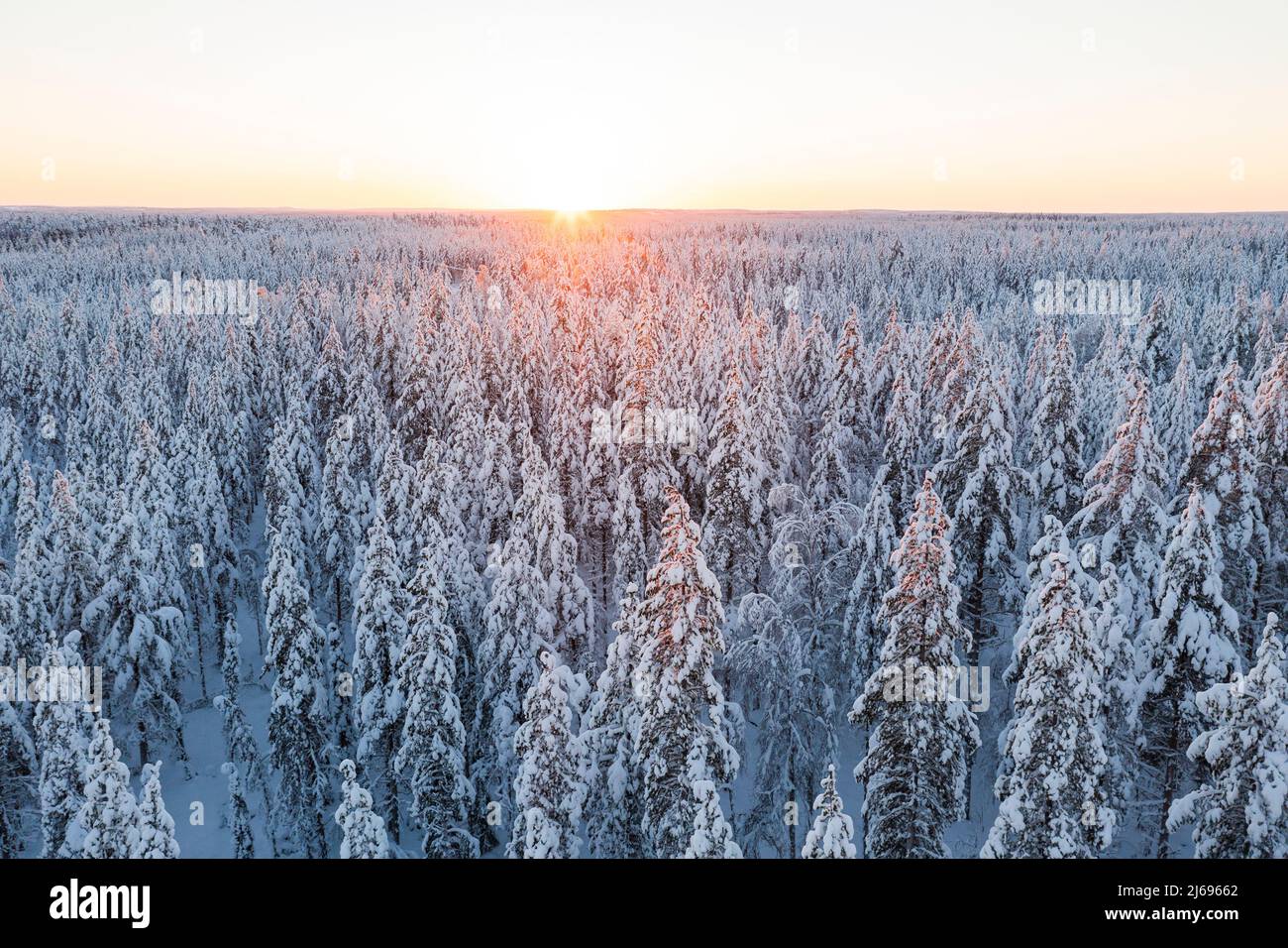 Arctic sunrise over the snowcapped forest in winter, Lapland, Finland, Europe Stock Photo