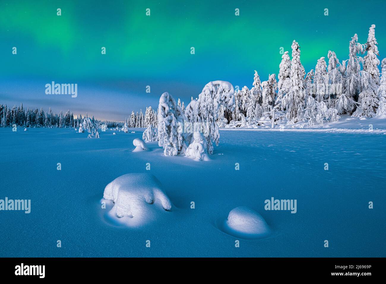 Northern Lights (Aurora Borealis) over frozen spruce trees covered with snow at dusk, Lapland, Finland, Europe Stock Photo