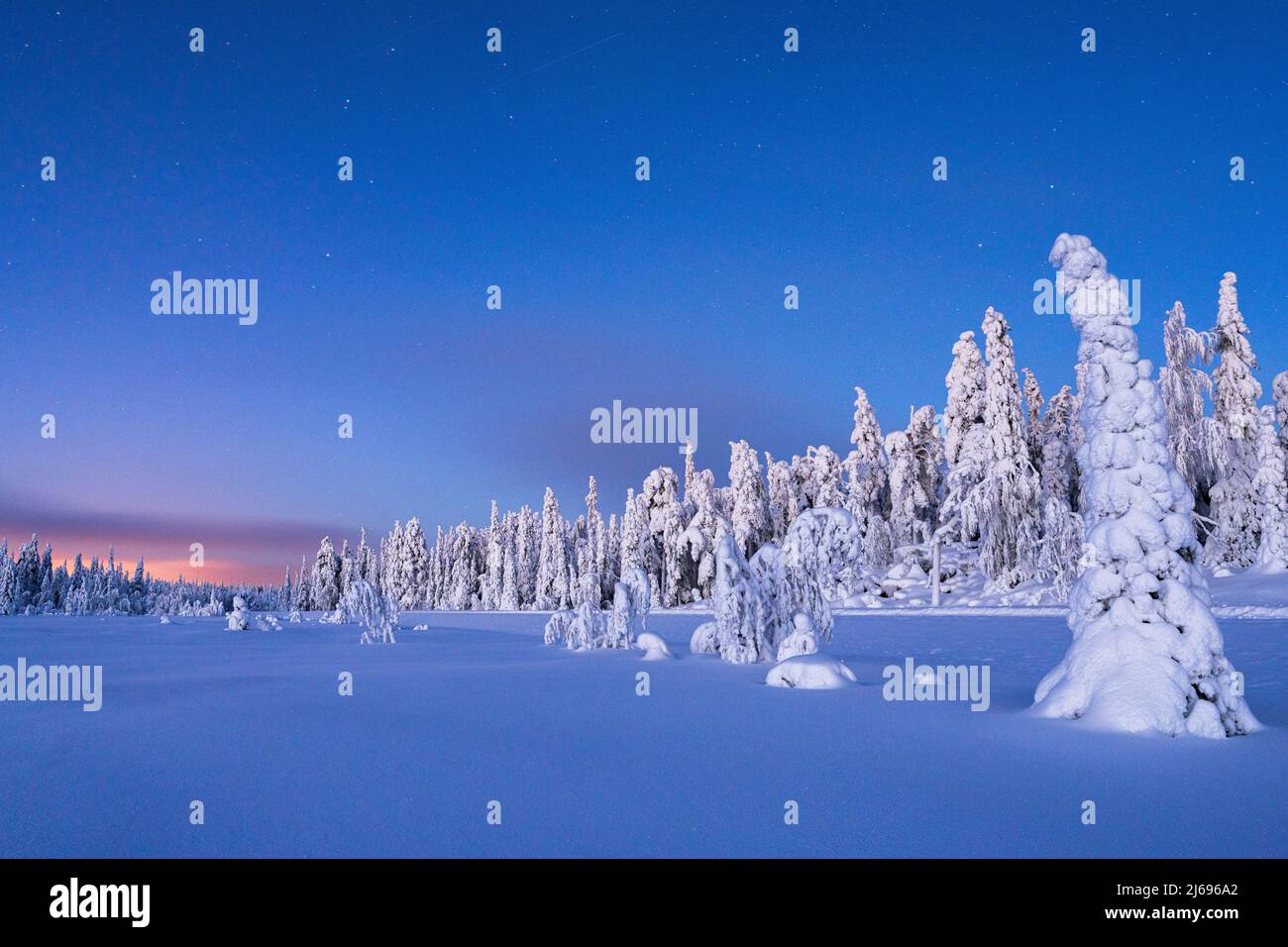 Frozen spruce trees covered with snow during winter dusk, Lapland, Finland, Europe Stock Photo