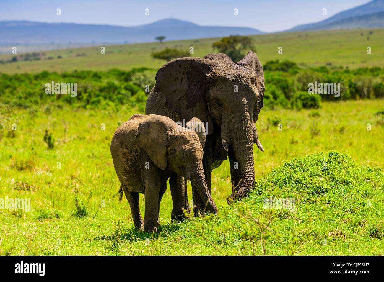 Elephants seen on a Safari in the Maasai Mara National Reserve, Kenya, East Africa, Africa Stock Photo