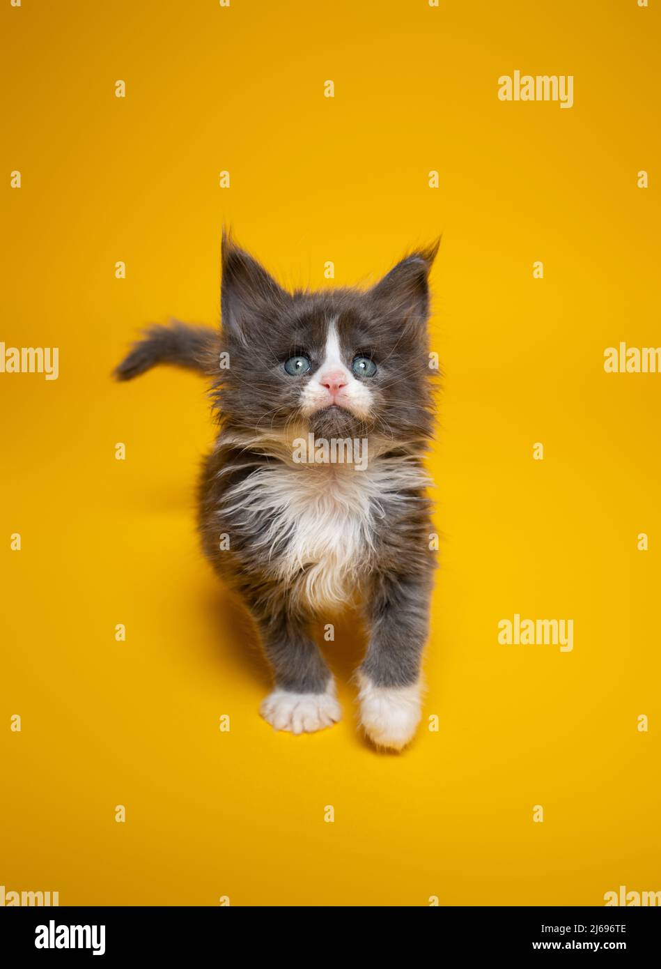 curious blue white tuxedo maine coon kitten looking up on yellow background Stock Photo