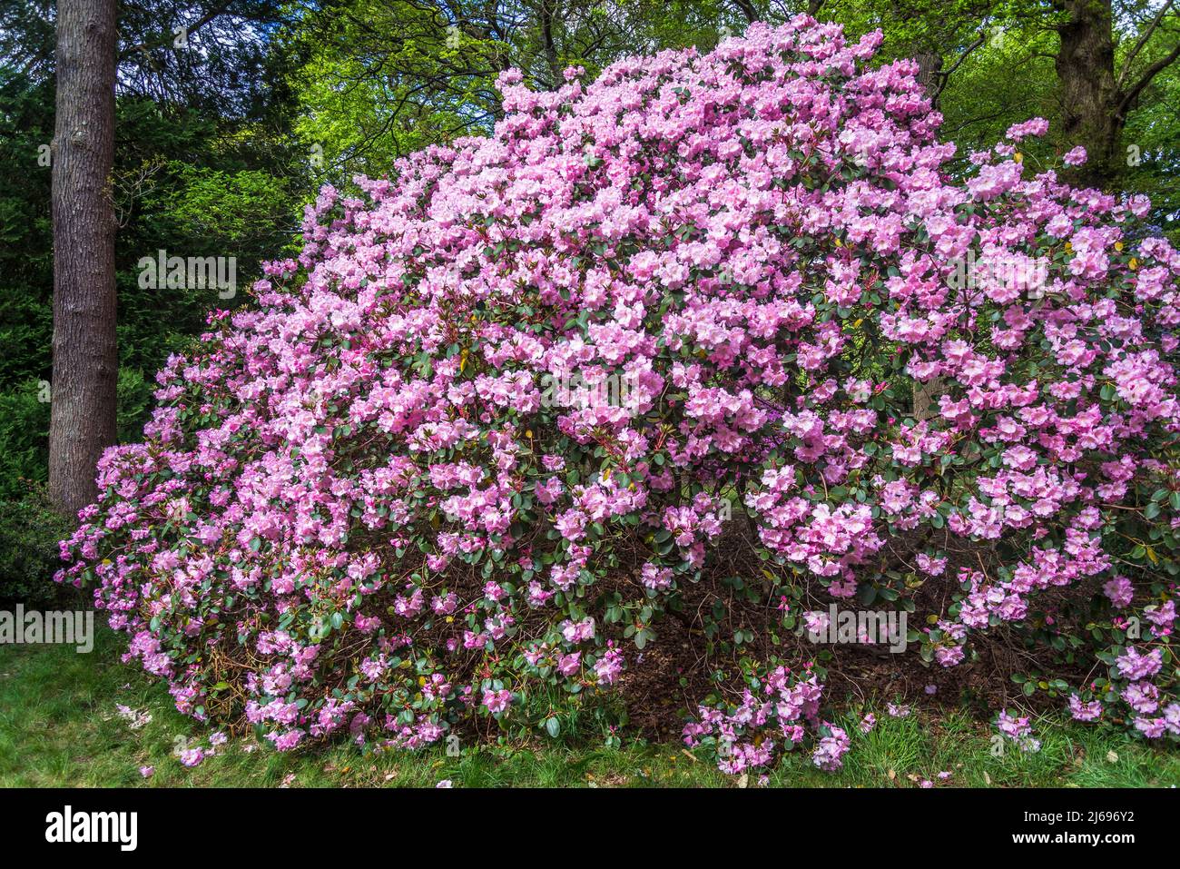 Azalea in Isabella Plantation, Richmond Park, London, England, UK Stock Photo