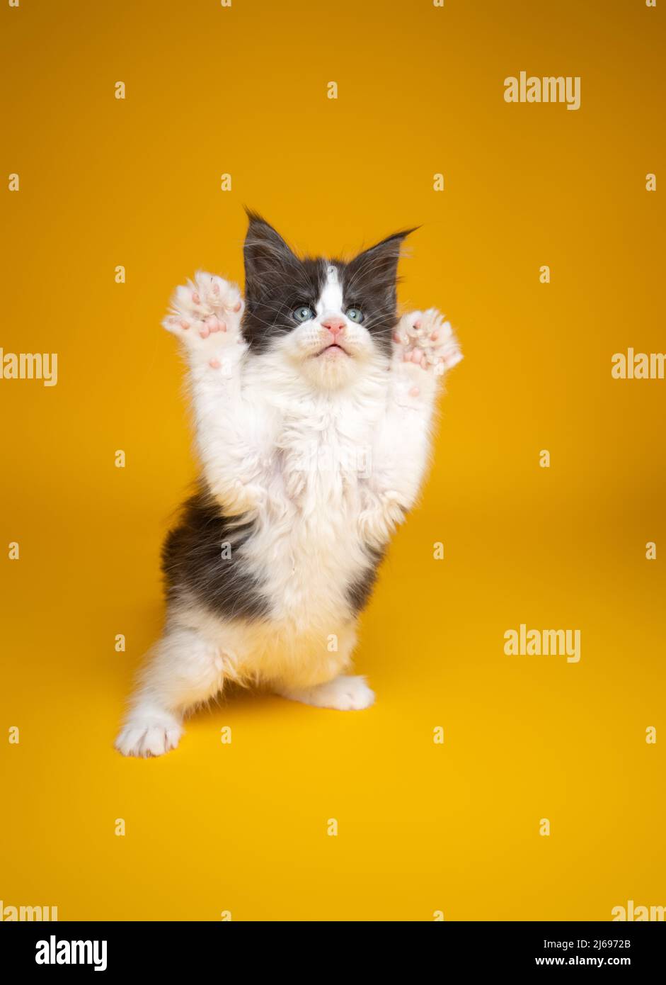 cute kitten playing rearing up standing on hind legs on yellow background with copy space Stock Photo
