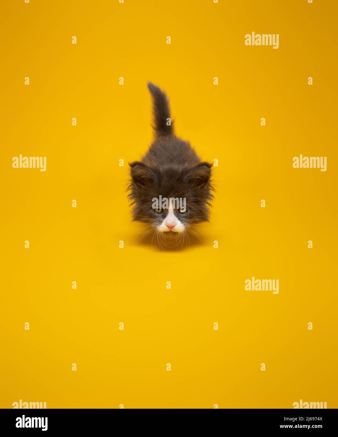 cute playful kitten hunting sneaking up on camera on yellow background with copy space Stock Photo