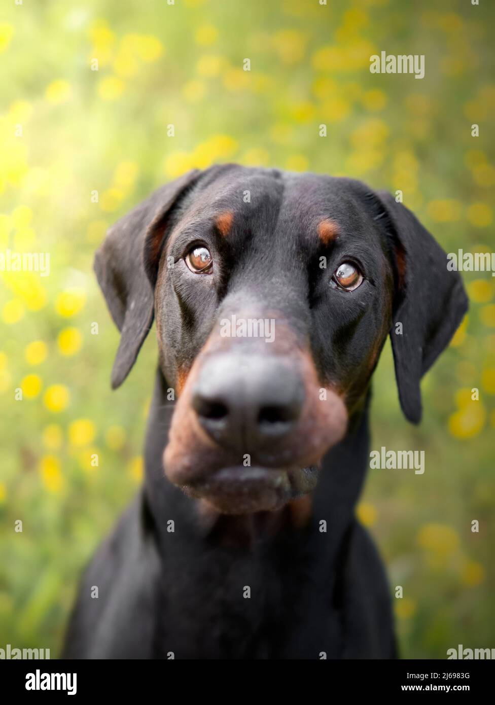 Dobermann dog in a field of yellow flowers, Italy, Europe Stock Photo