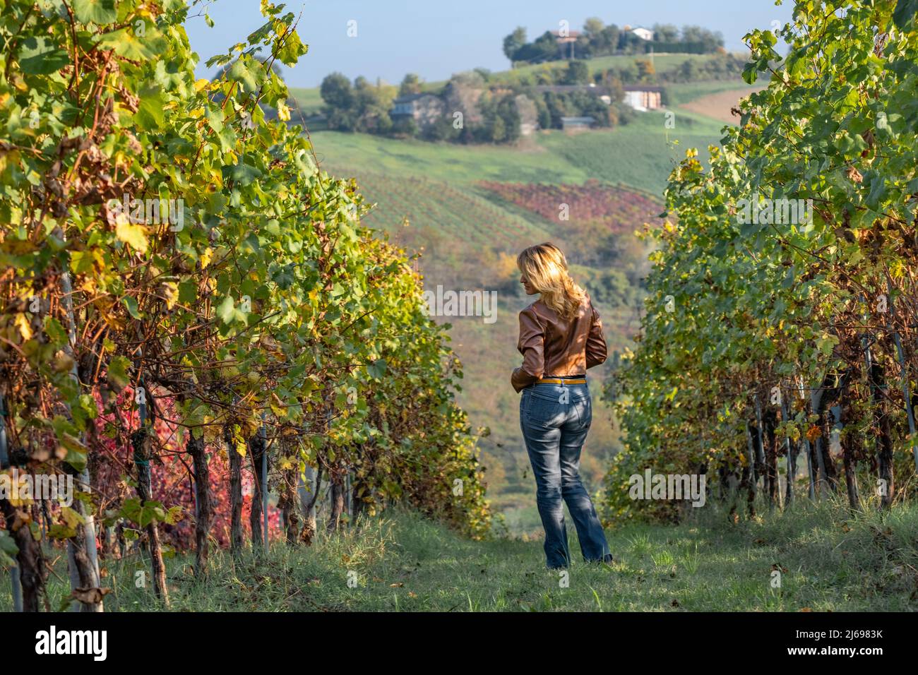 Woman in a brown jacket standing in the middle of a yellow vineyard in autumn, Castelvetro di Modena, Emilia Romagna, Italy, Europe Stock Photo