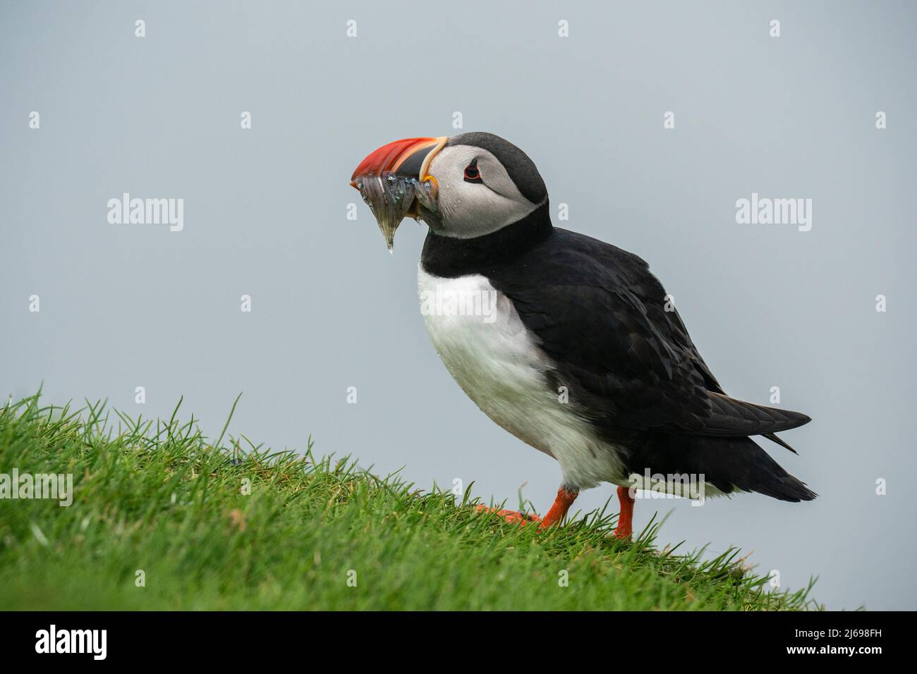 Atlantic puffin (Fratercula arctica), Mykines Island, Faroe Islands, Denmark, Europe Stock Photo