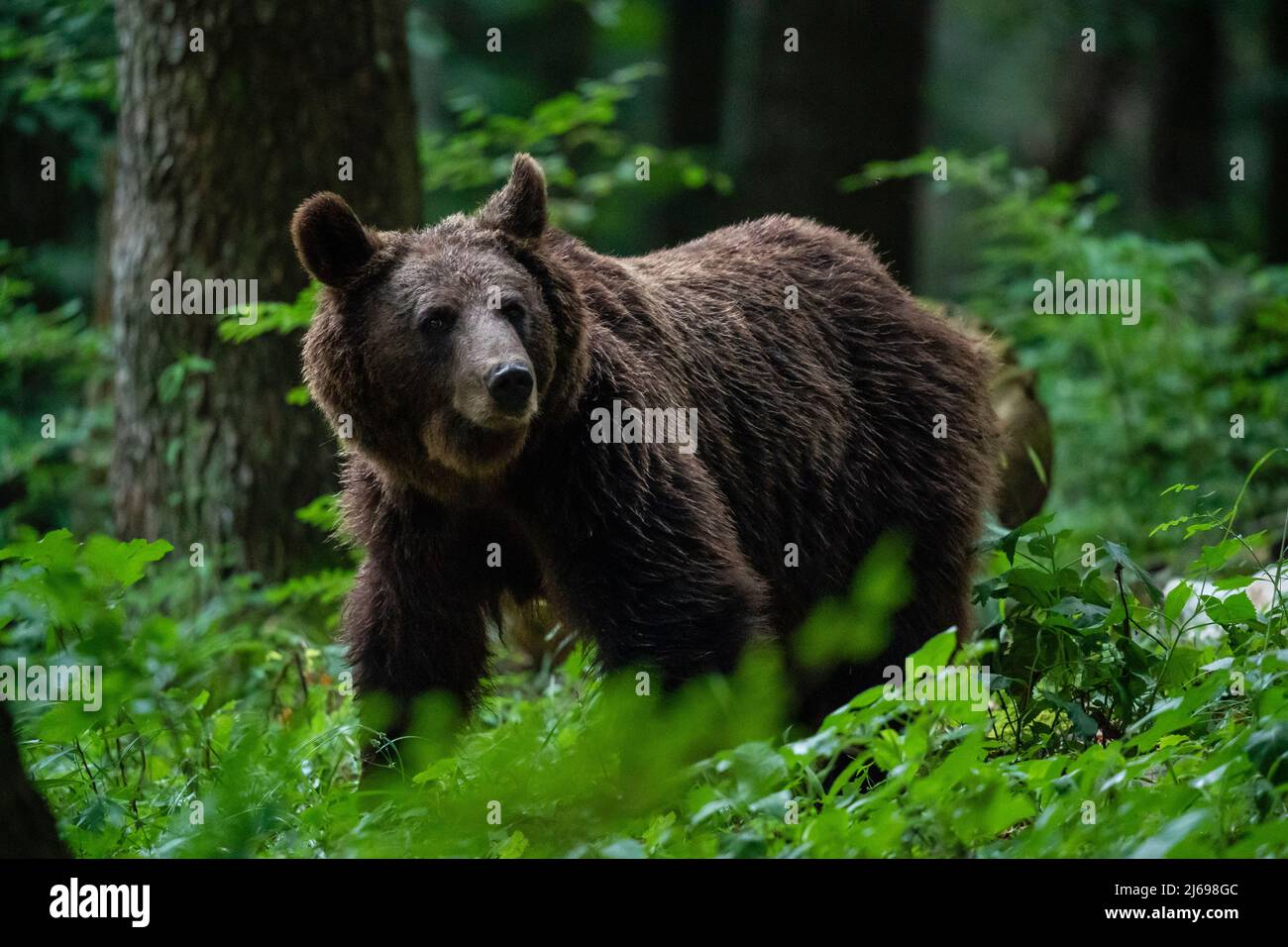 European brown bear (Ursus arctos), Notranjska forest, Slovenia, Europe Stock Photo