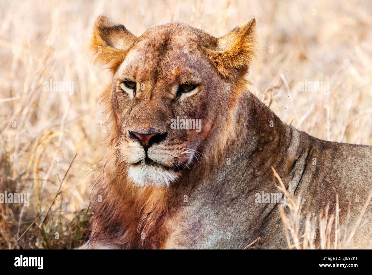 Lioness (Panthera leo) in the bush, Lualenyi Ranch, Taita-Taveta County, Kenya, East Africa, Africa Stock Photo