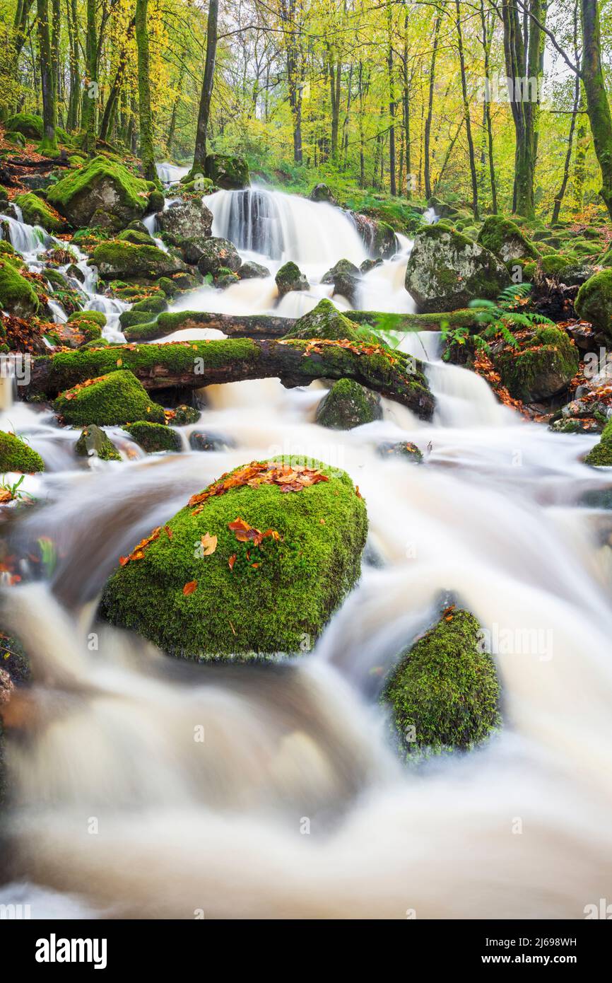 Woodland stream - Stock Image - C016/2344 - Science Photo Library