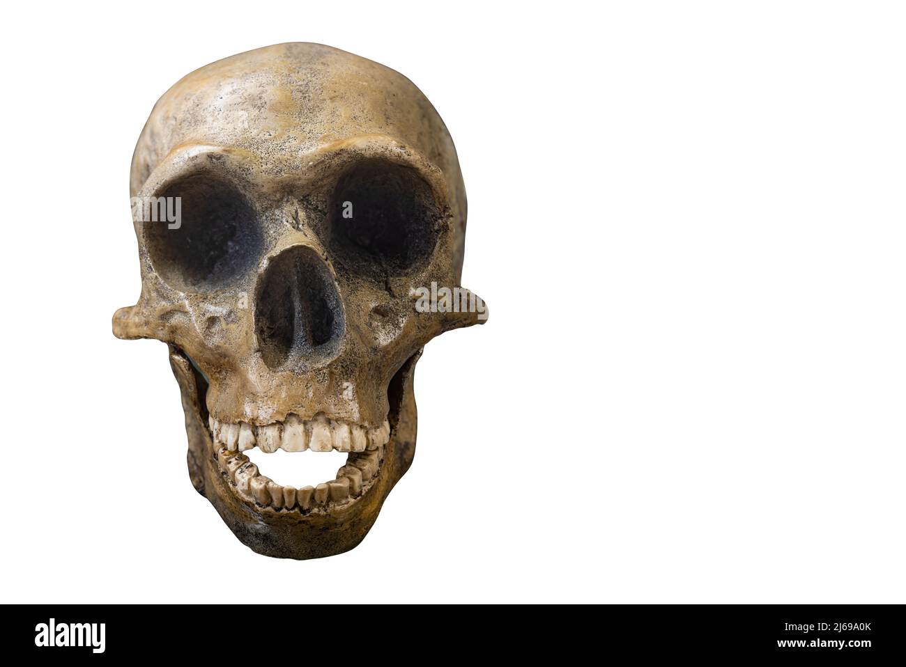 Skull of prehistoric man, Skull of neanderthalensis isolated on white background with space for text Stock Photo