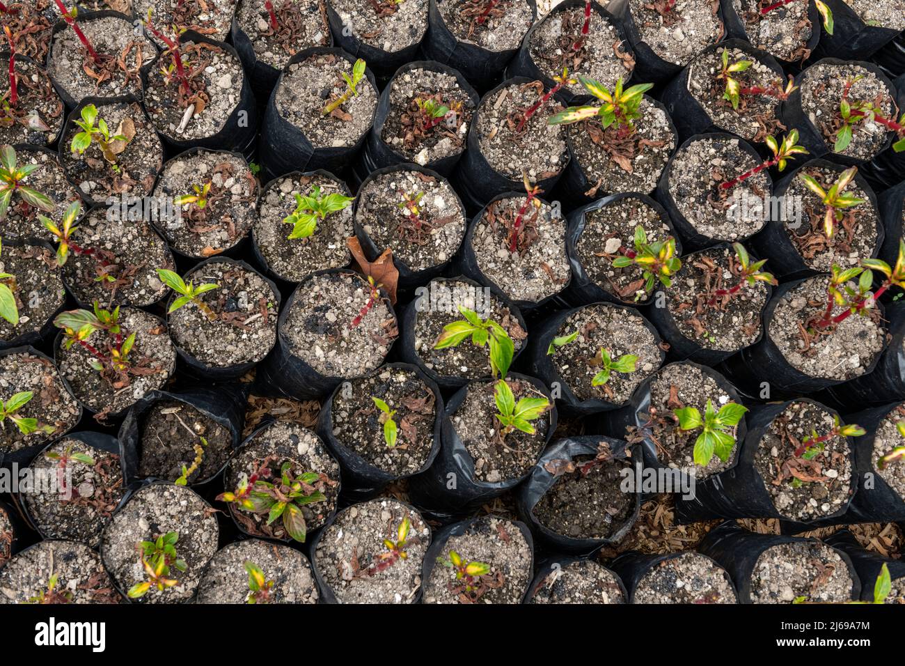 Plants growing in garden in plastic container Stock Photo Alamy
