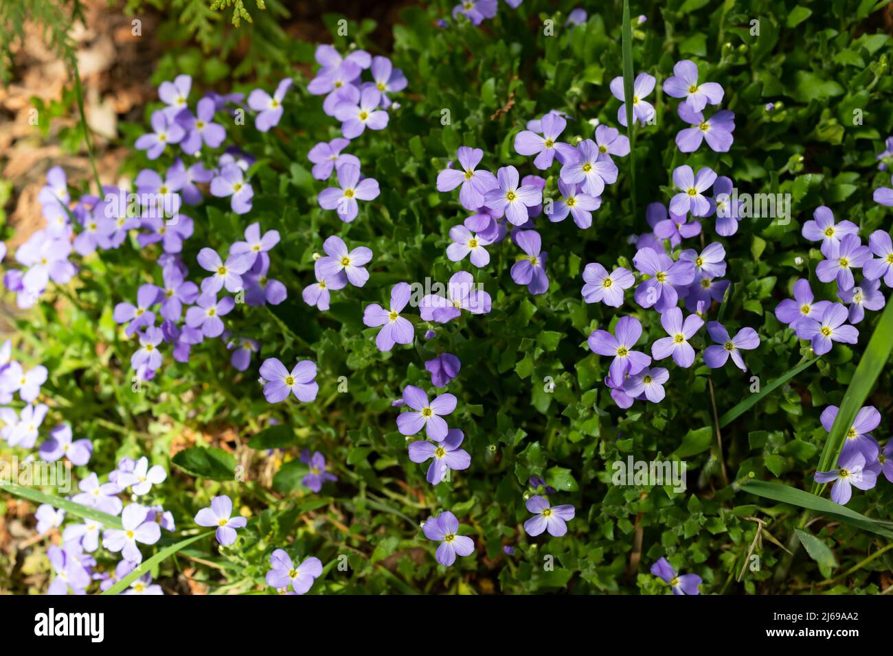 Blooming blue Aubrieta in spring in the garden Stock Photo