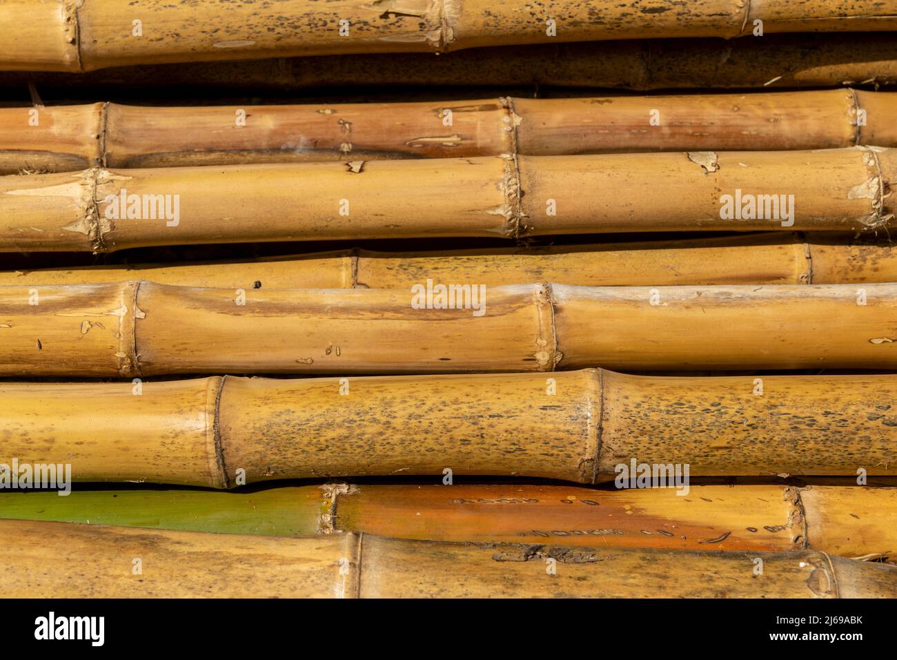 Row of bamboo canes, full frame. Stock Photo