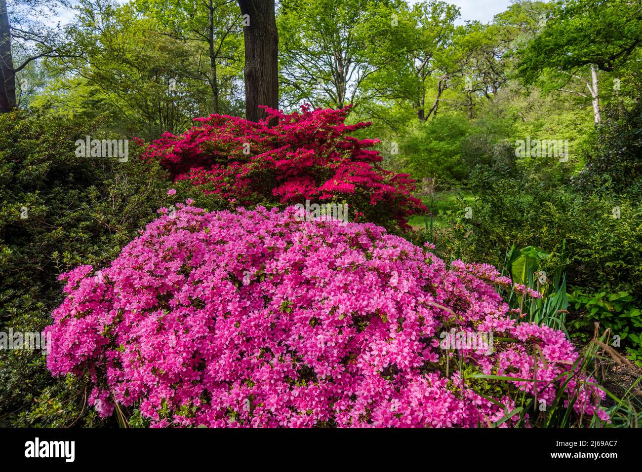 Azalea in Isabella Plantation, Richmond Park, London, England, UK Stock Photo