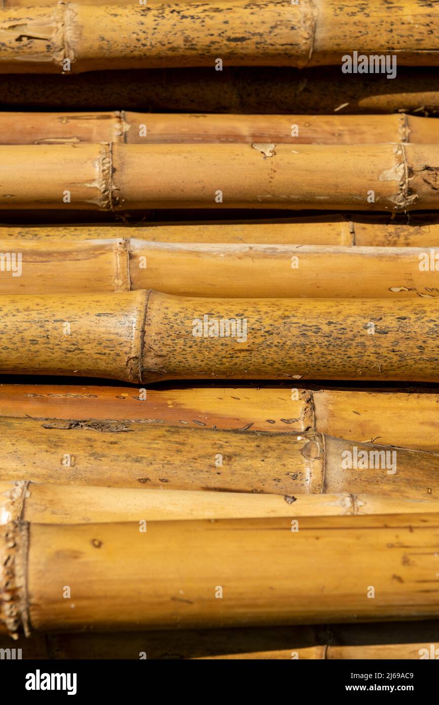 Row of bamboo canes, full frame. Stock Photo