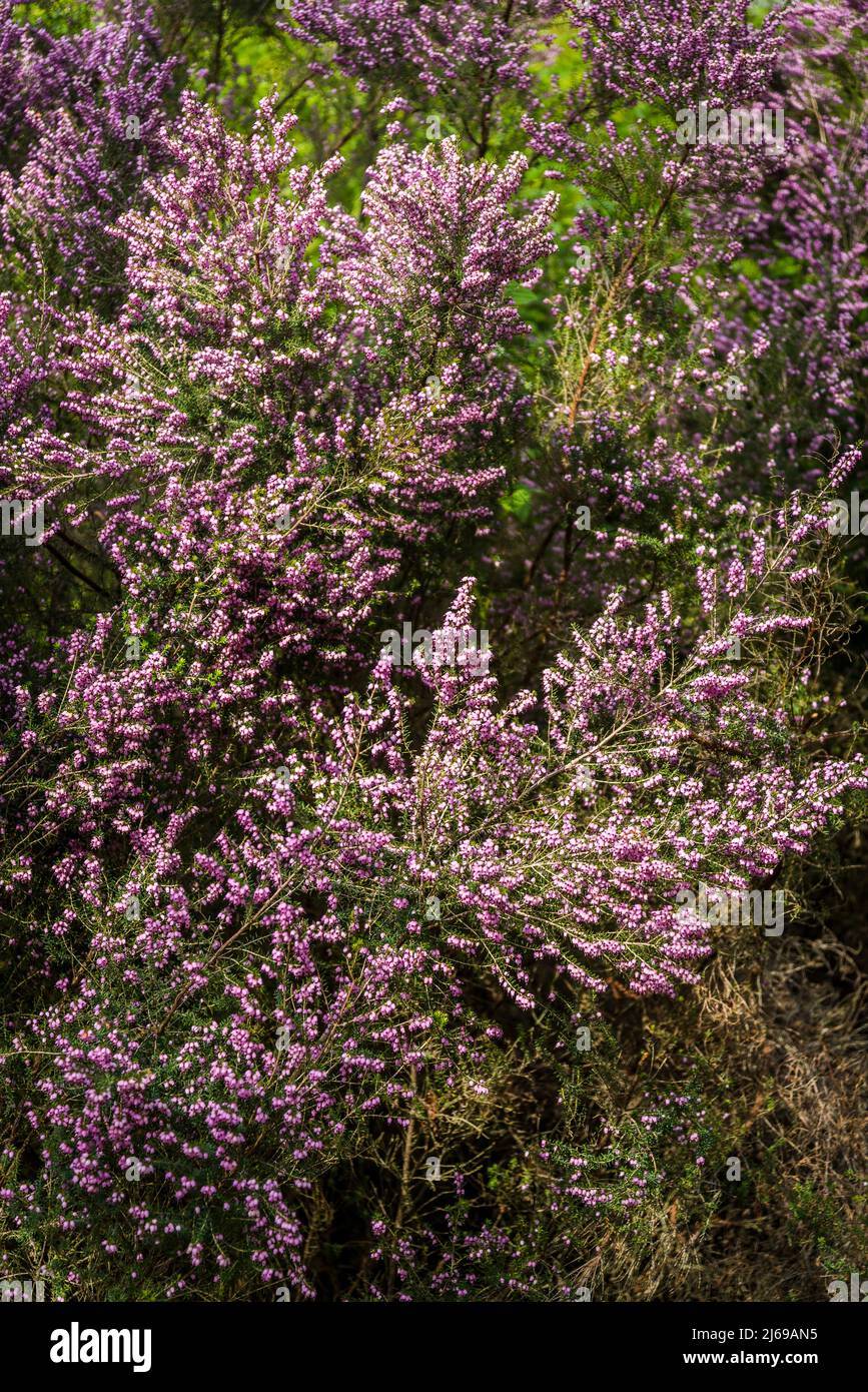 Calluna, Calluna vulgaris, common heather, ling, or simply heather Stock Photo