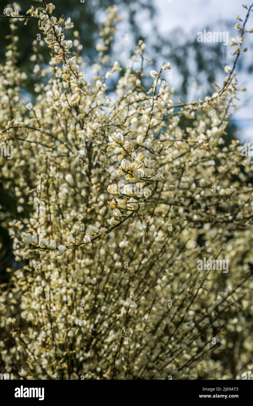 White flowering heather Stock Photo