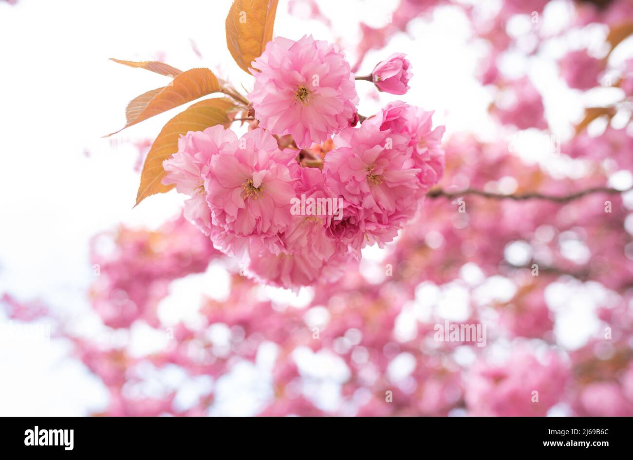 Soft light on sakura hi-res stock photography and images - Alamy