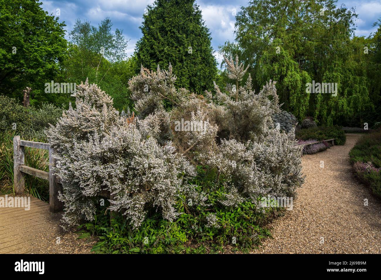 White flowering heather in Isabella Plantation, Richmond Park, London, England, UK Stock Photo