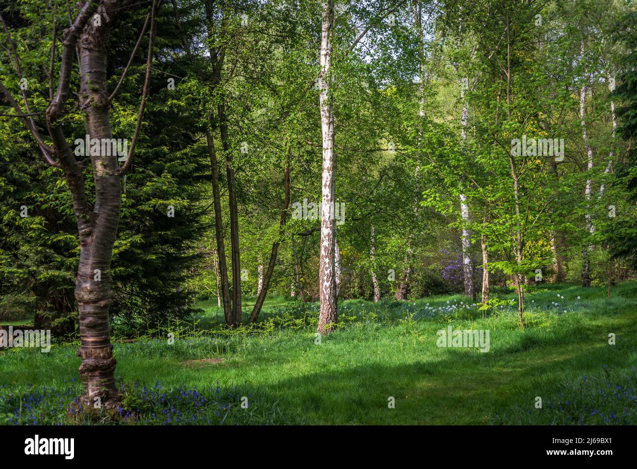 Isabella Plantation, Richmond Park, London, England, UK Stock Photo Alamy