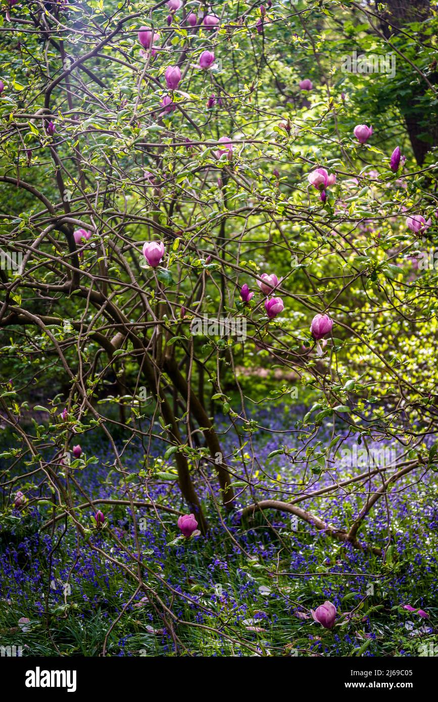 Magnolia × soulangeana, the saucer magnolia tree surrounded with