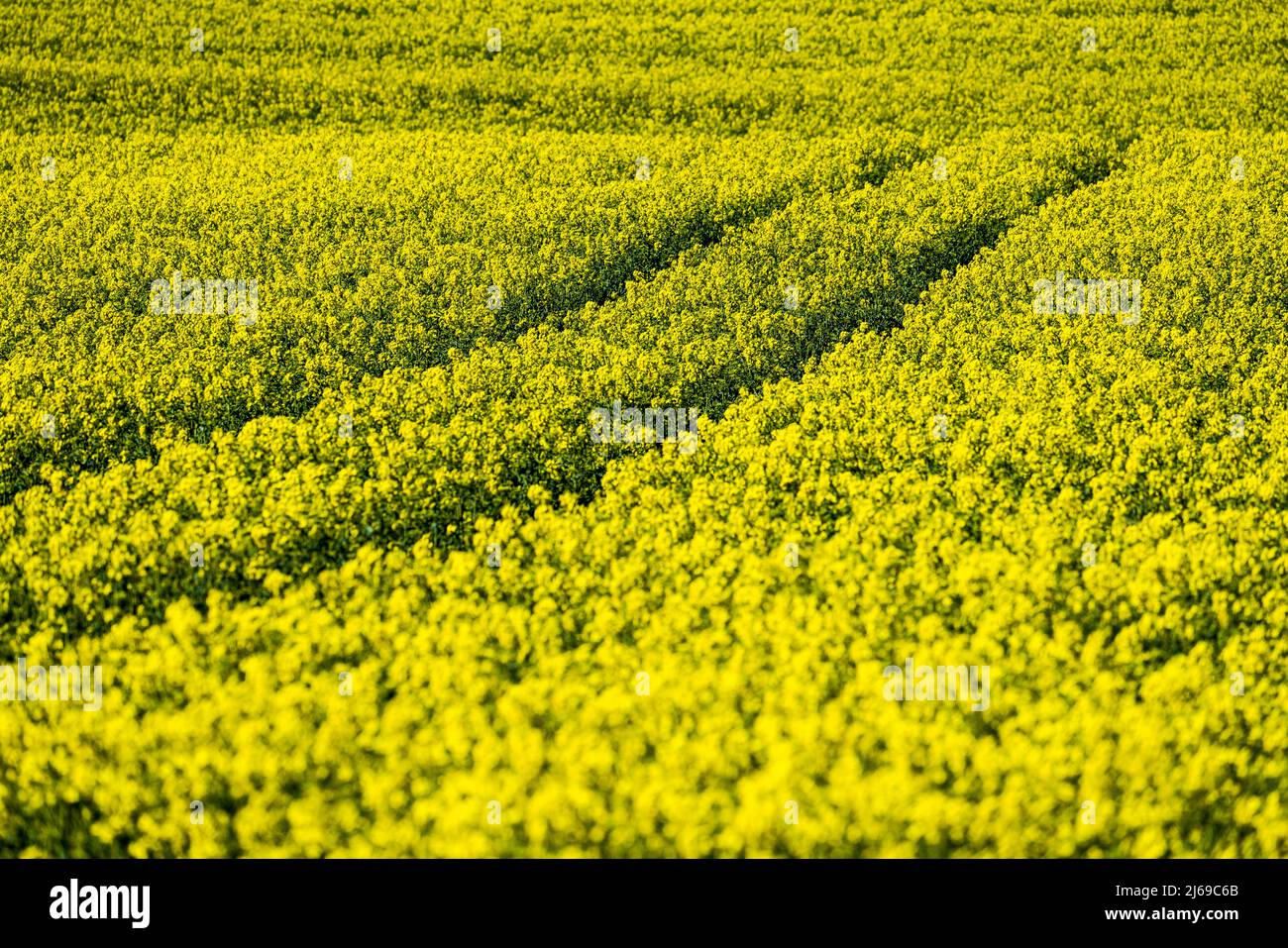 Landscape with rapeseed fields near Gewissenruh, Wesertal, Weserbergland, Hesse, Germany Stock Photo