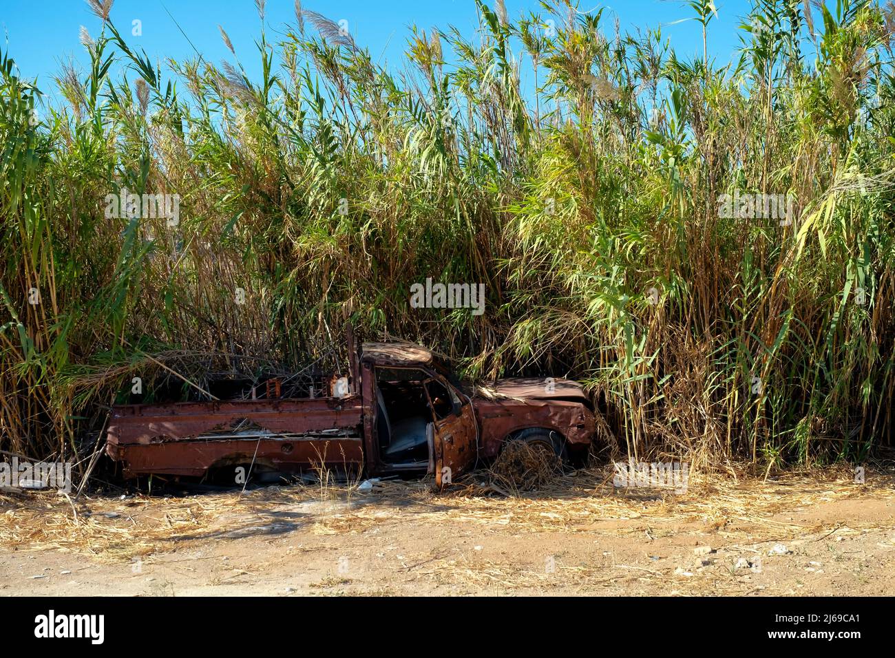 Old pick-up truck abandoned against giant reed Stock Photo
