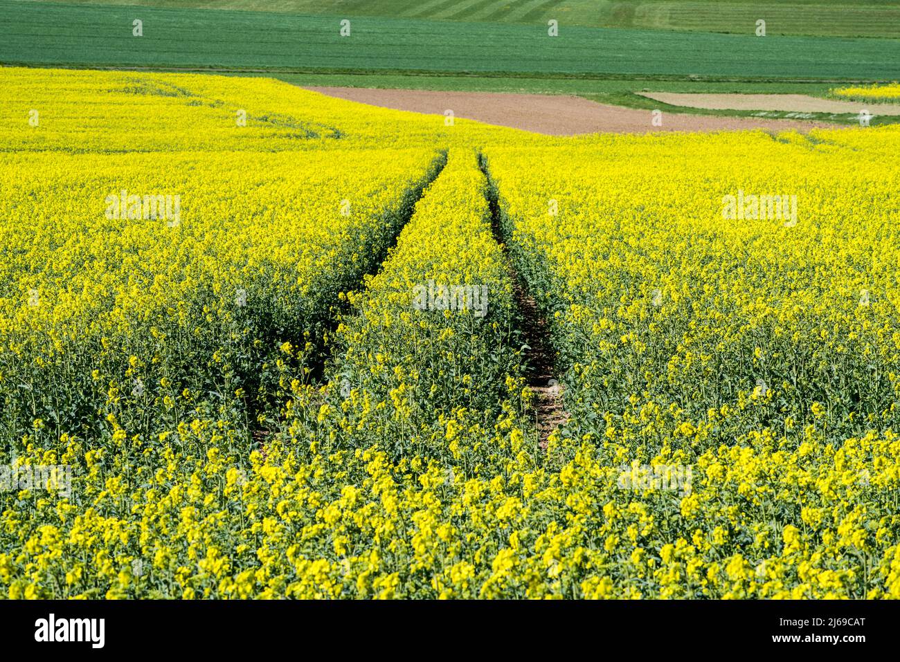 Landscape with rapeseed fields near Gewissenruh, Wesertal, Weserbergland, Hesse, Germany Stock Photo