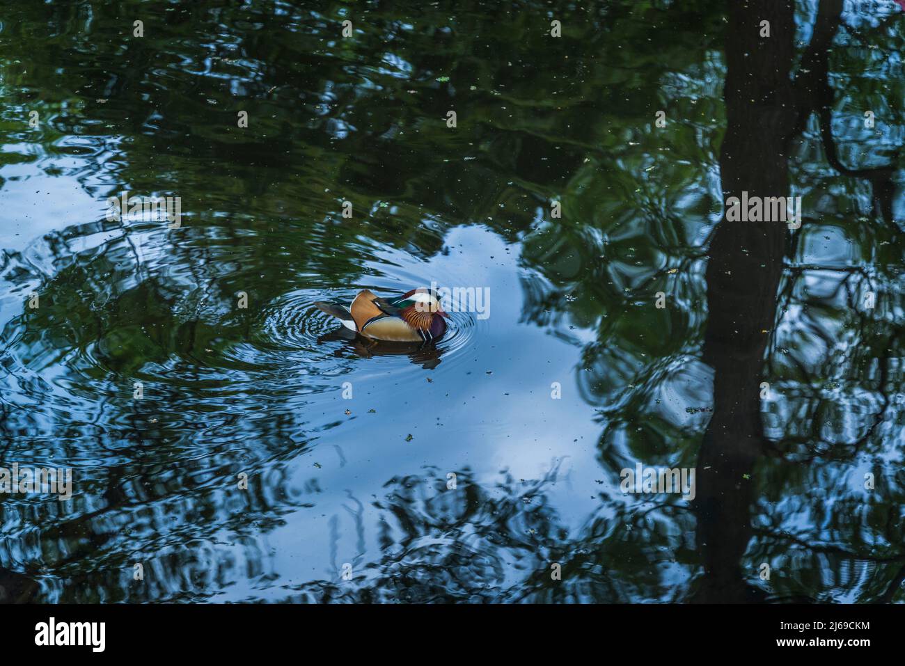 Mandarin duck on Still pond in Isabella Plantation, Richmond Park, London, England, UK Stock Photo