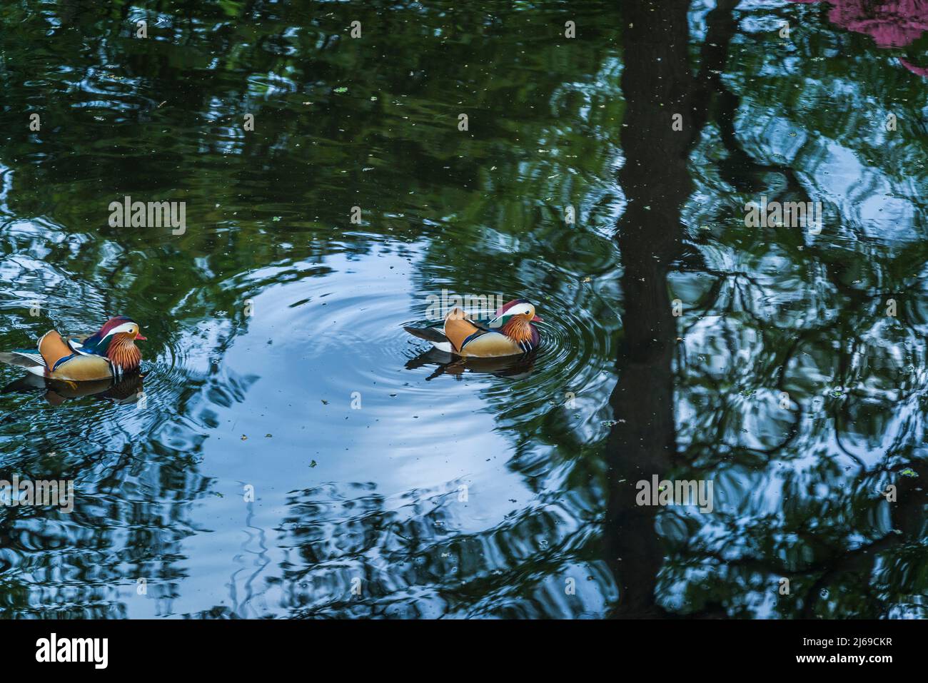 Mandarin ducks on Still pond  in Isabella Plantation, Richmond Park, London, England, UK Stock Photo