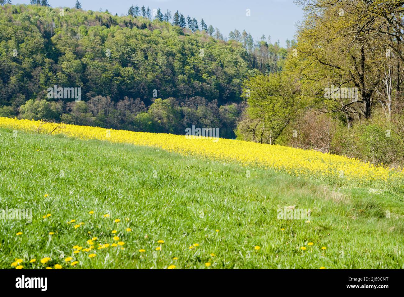 Landscape with rapeseed fields near Gewissenruh, Wesertal, Weserbergland, Hesse, Germany Stock Photo