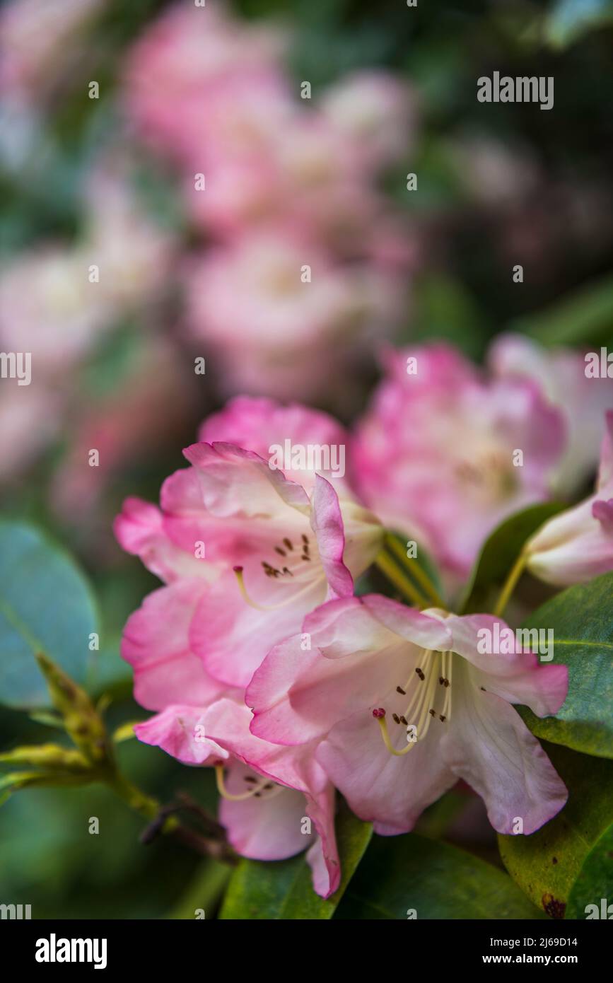 Rhododendron 'Margaret Bean' Stock Photo