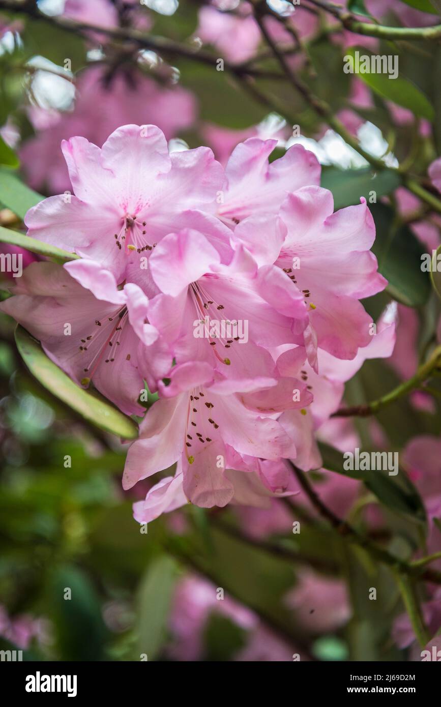 Rhododendron 'Robin Redbreast' group Stock Photo