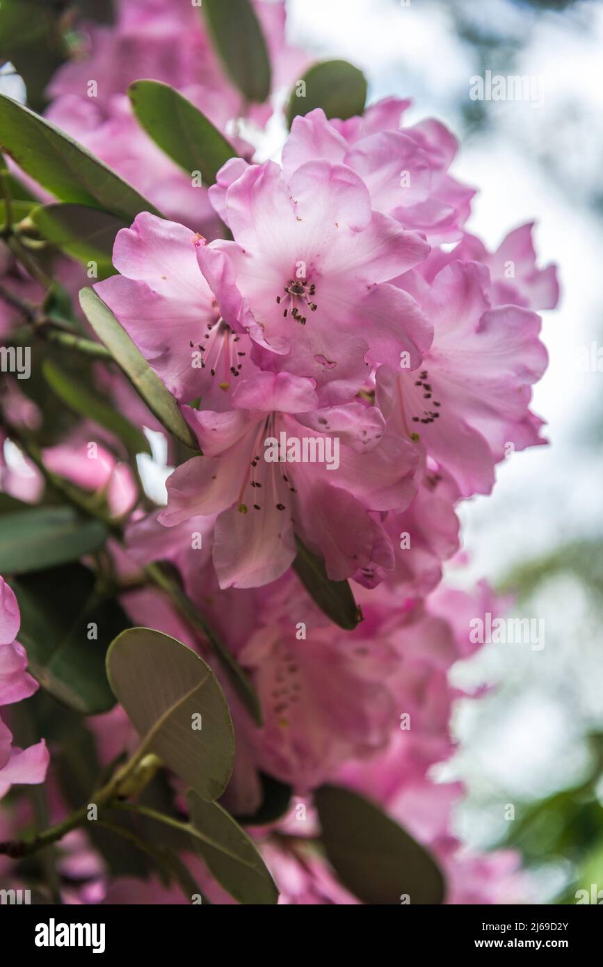 Rhododendron 'Robin Redbreast' group Stock Photo